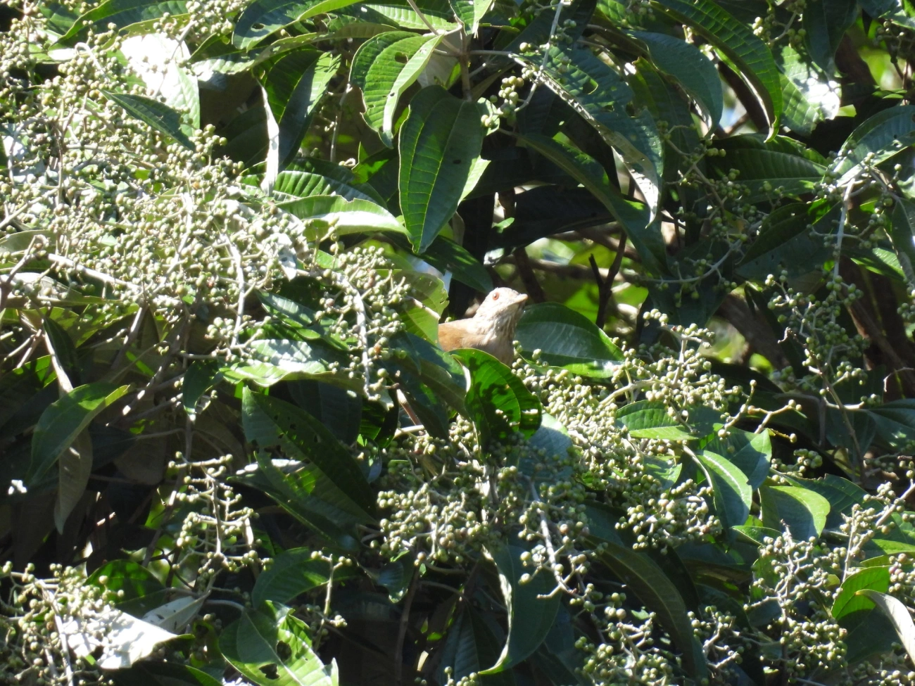 Sabiá-barranco (Turdus leucomelas), aves, fotografado em Penedo, Itatiaia