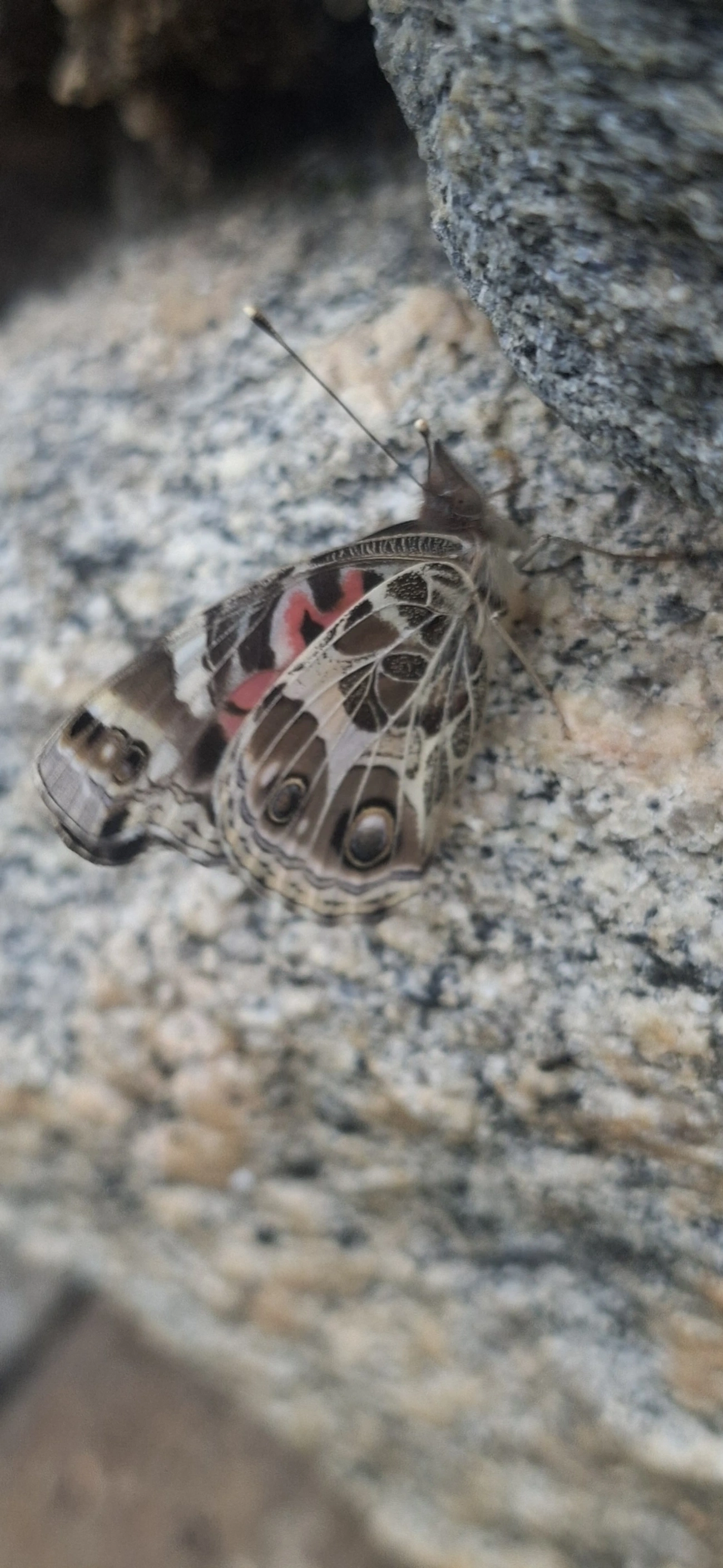 Dama-pintada-brasileira (Vanessa braziliensis), insetos, fotografado em Maresias, São Sebastião