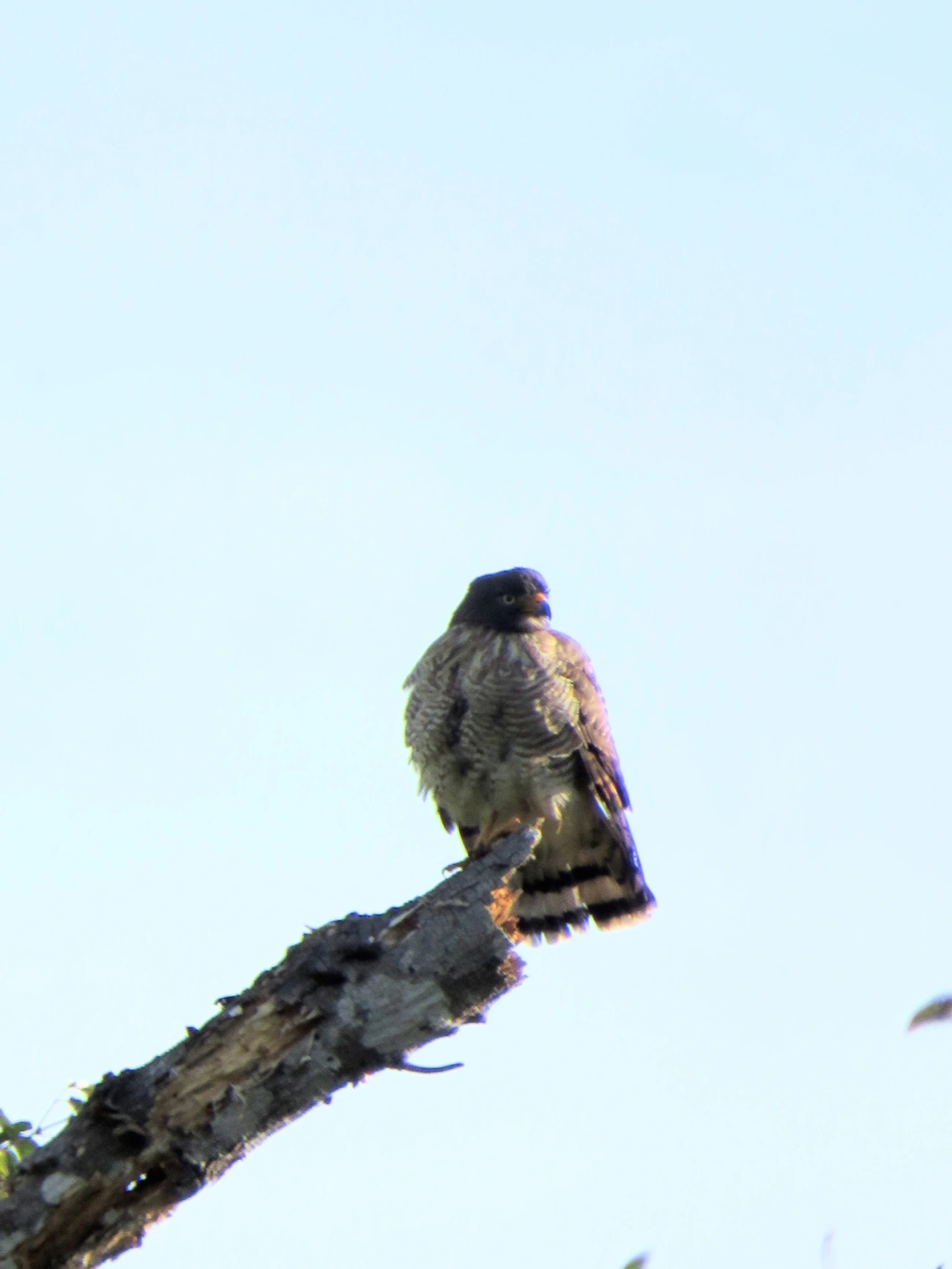Gavião-carijó (Rupornis magnirostris), aves, fotografado em Maresias, São Sebastião
