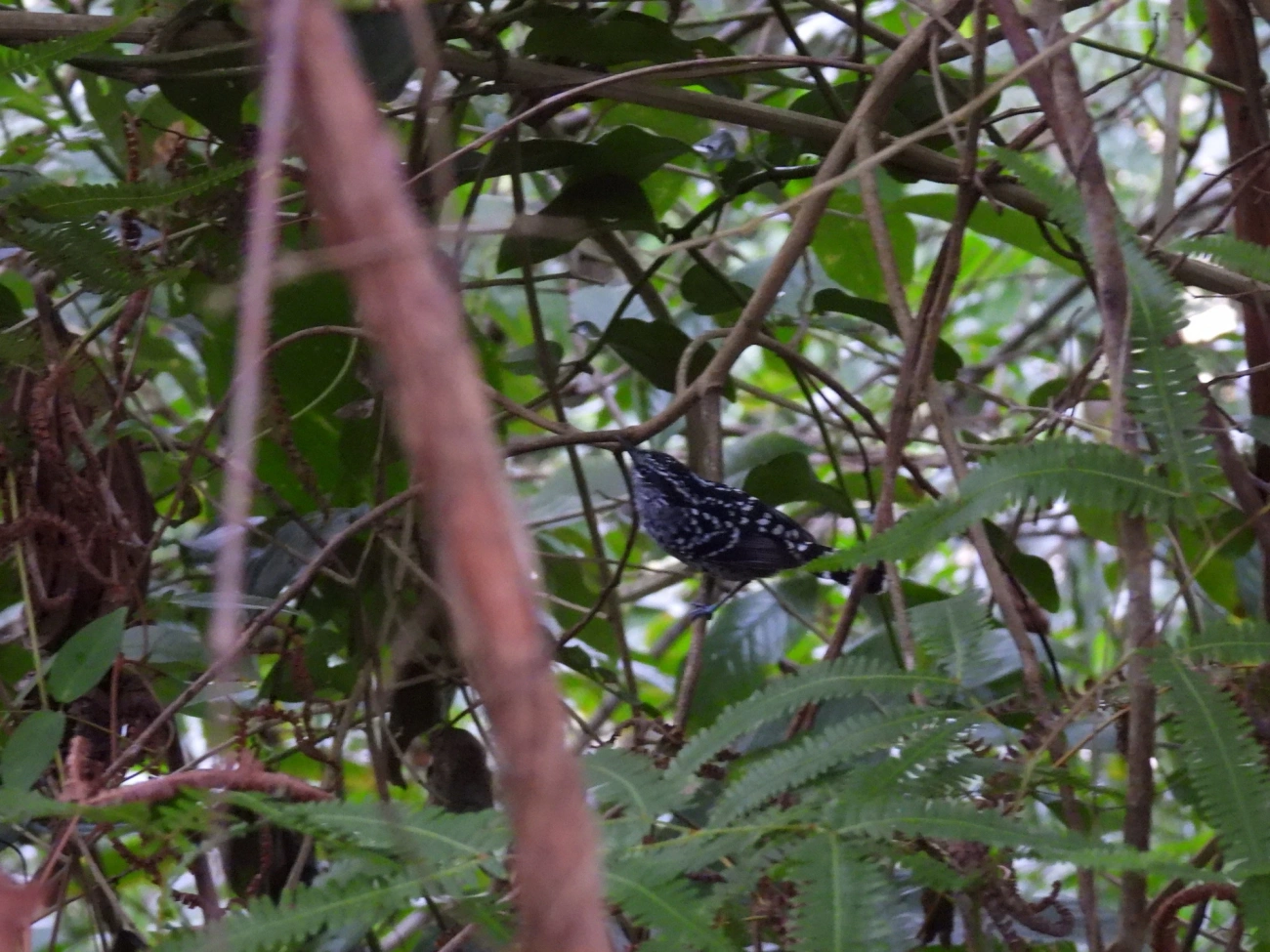 Pintadinho (Drymophila squamata), aves, fotografado em Maresias, São Sebastião