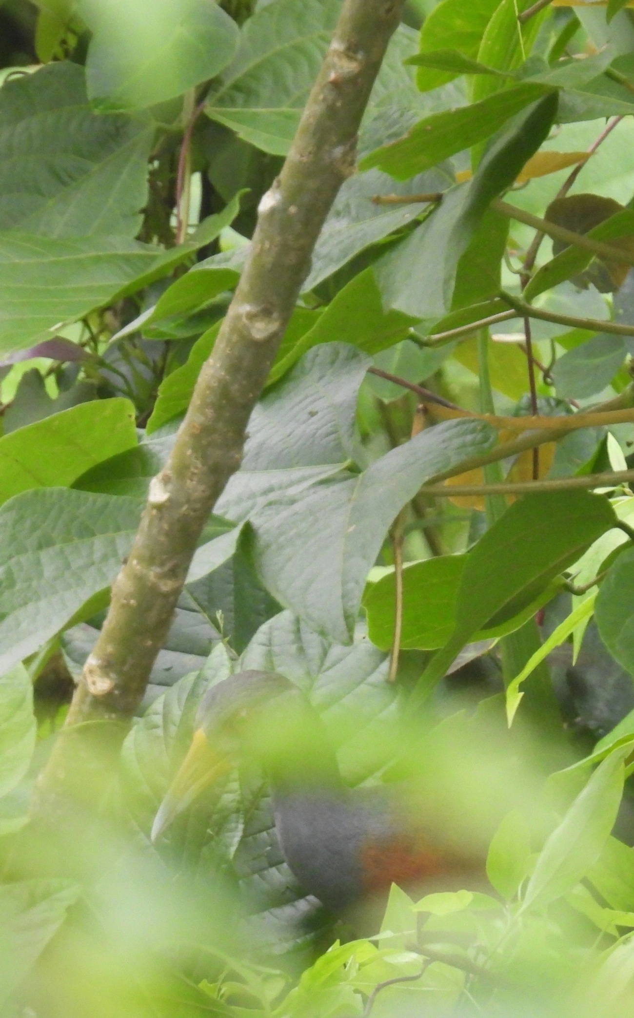 Saracura-três-potes (Aramides cajaneus), aves, fotografado em Maresias, São Sebastião