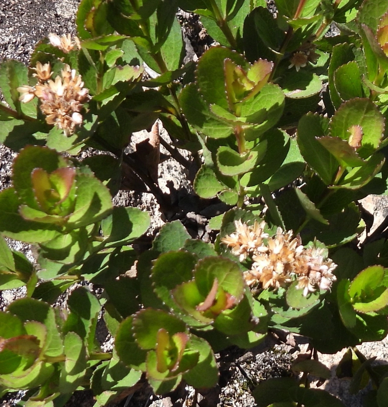 Plantas (Plantae), plantas, fotografado em Engenheiro Passos