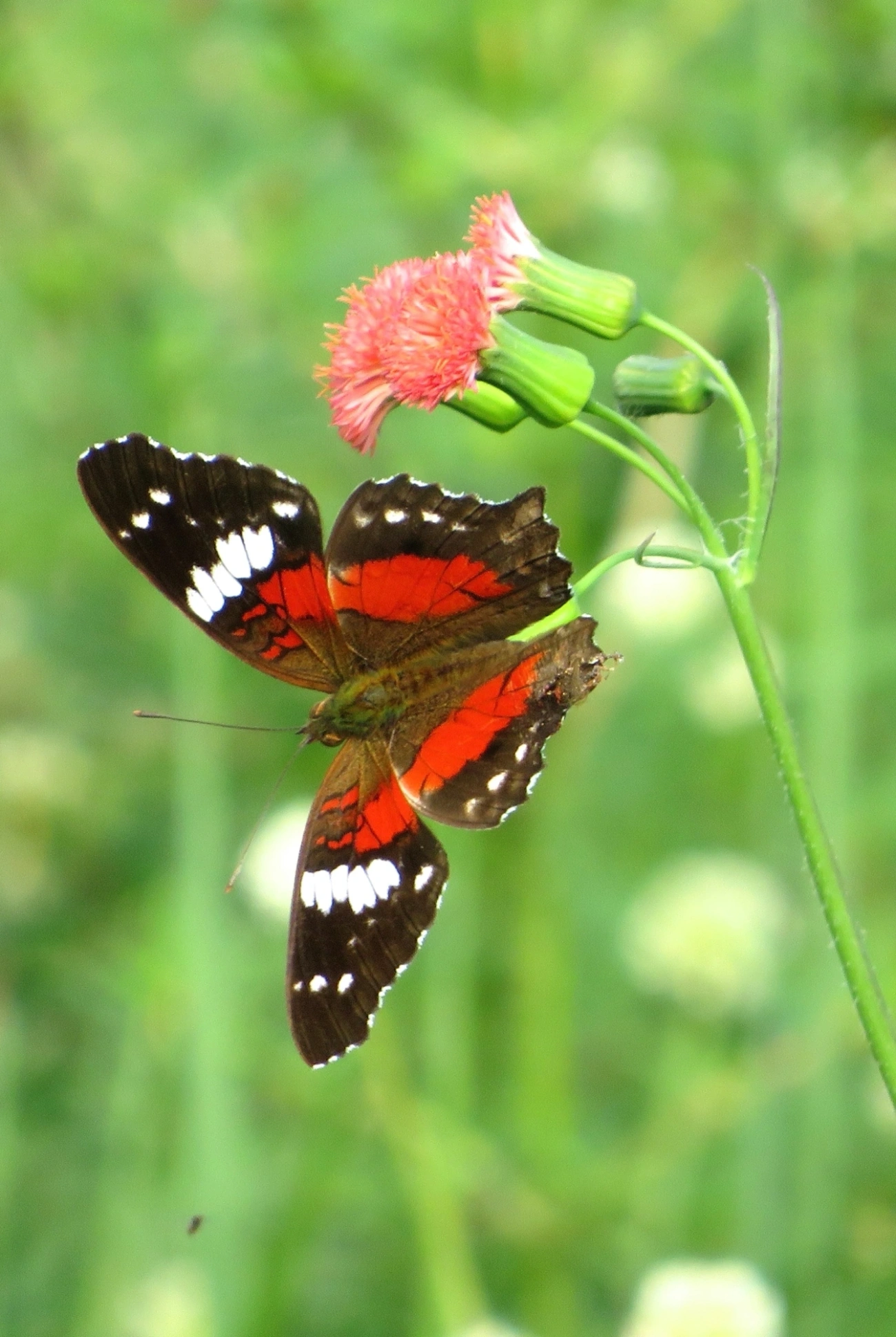 Borboleta-pavão-escarlate (Anartia amathea), insetos, fotografado em Maresias, São Sebastião