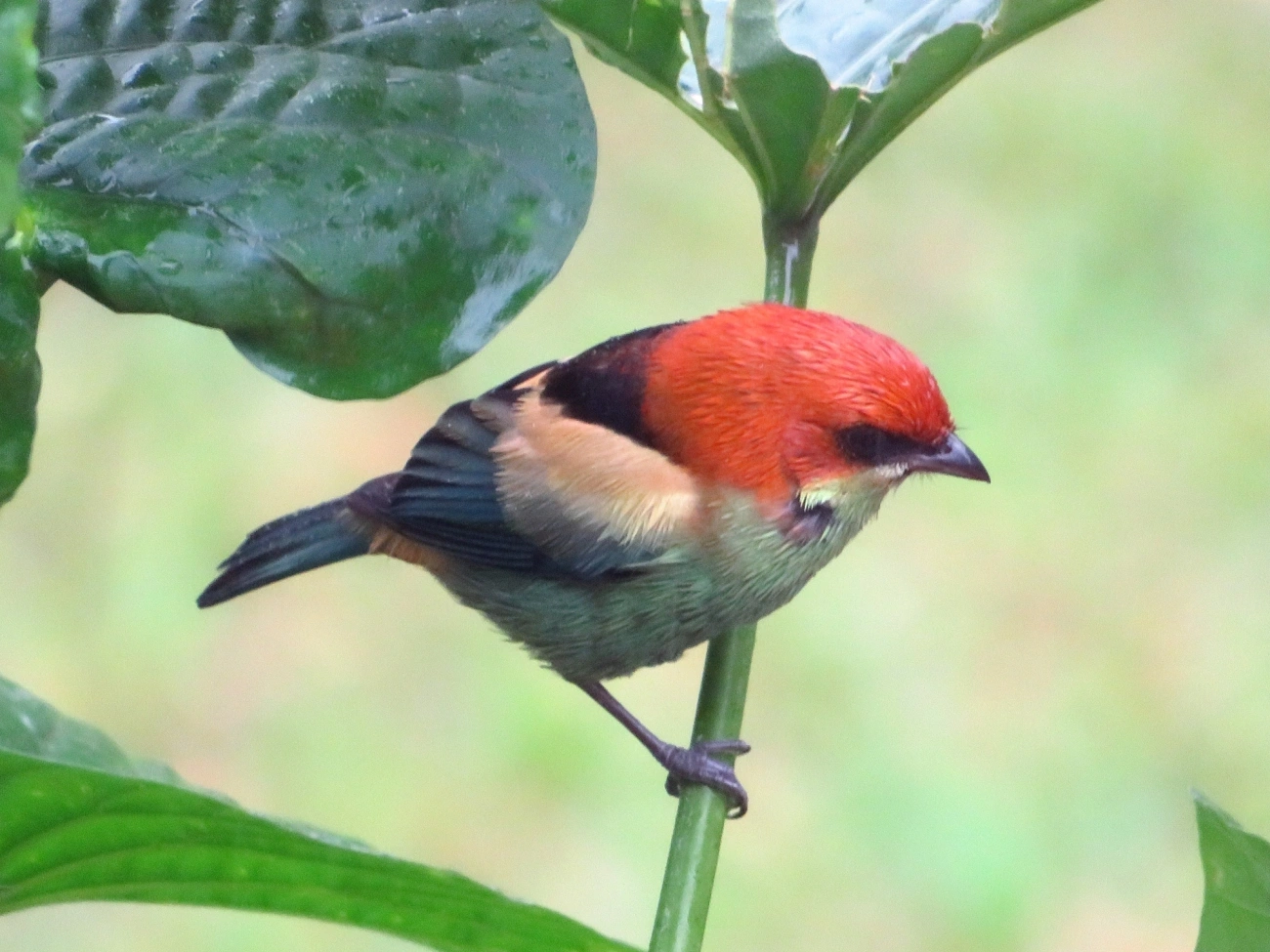 Saíra-sapucaia (Stilpnia peruviana), aves, fotografado em São Sebastião