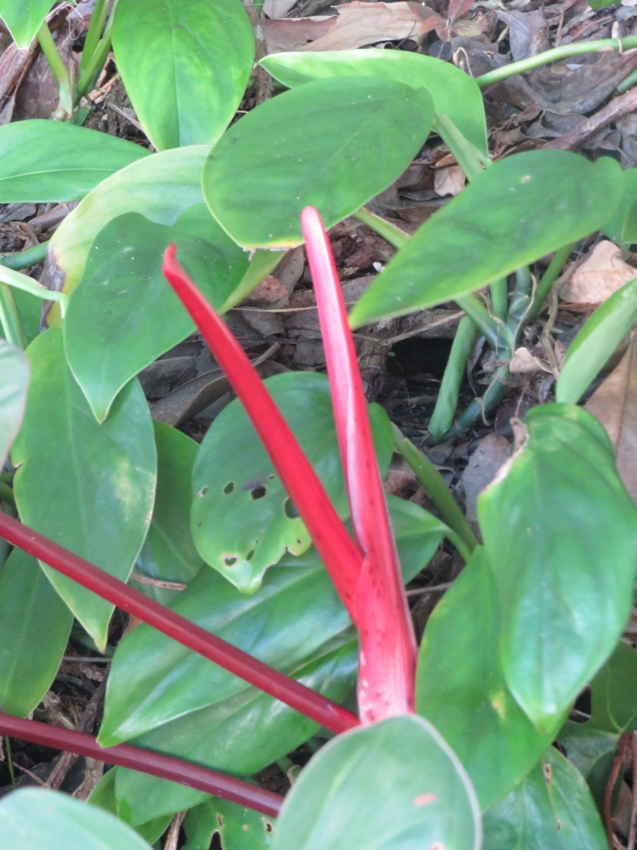 Filodendro (Philodendron erubescens), plantas, fotografado em Maresias, São Sebastião