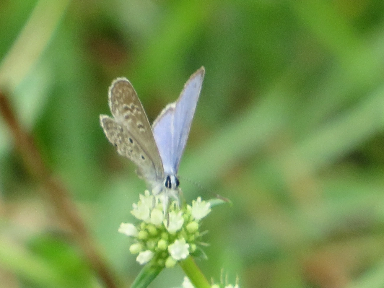Borboleta-azulzinha-do-trevo (Hemiargus hanno), insetos, fotografado em Maresias, São Sebastião
