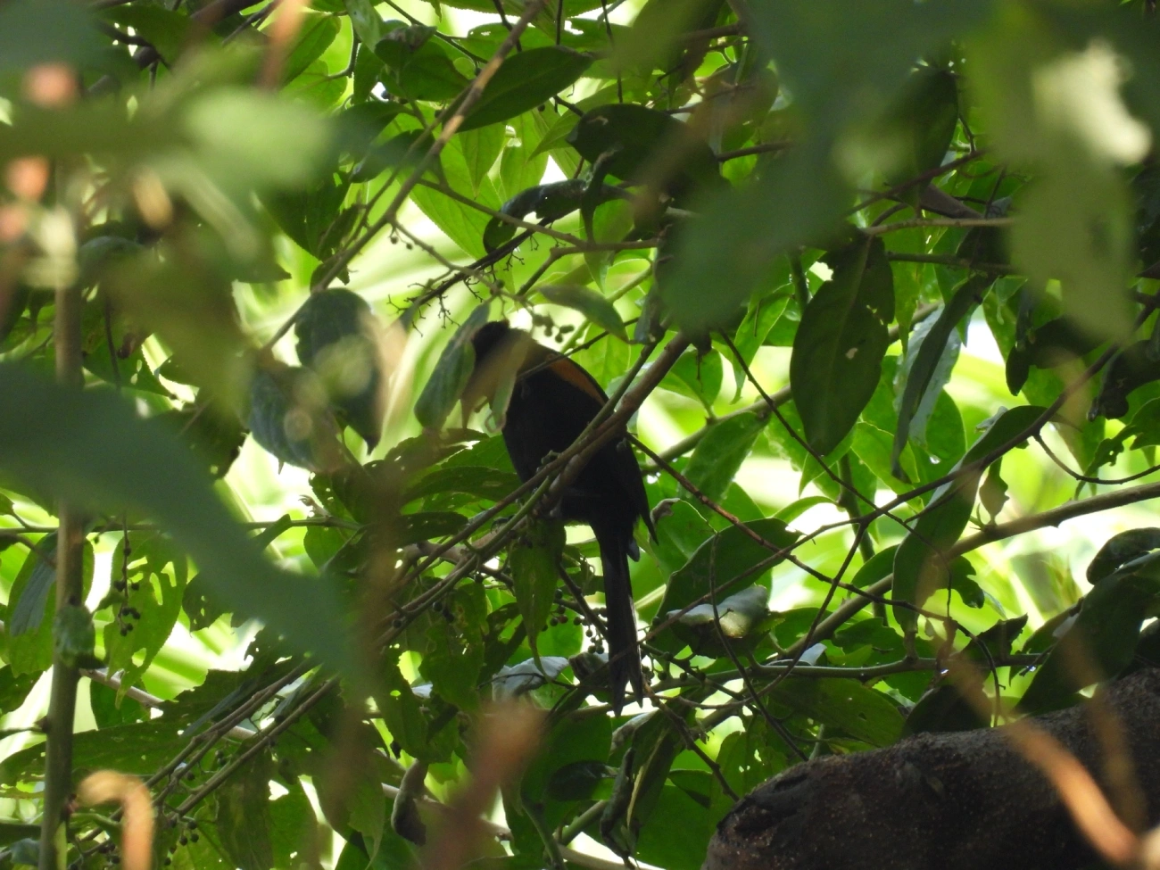 Encontro (Icterus pyrrhopterus), aves, fotografado em Bragança Paulista