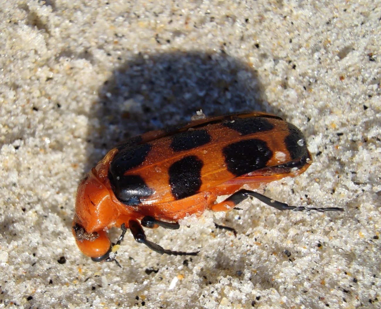 Arrebenta-boi (Cissites maculata), insetos, fotografado em Maresias, São Sebastião