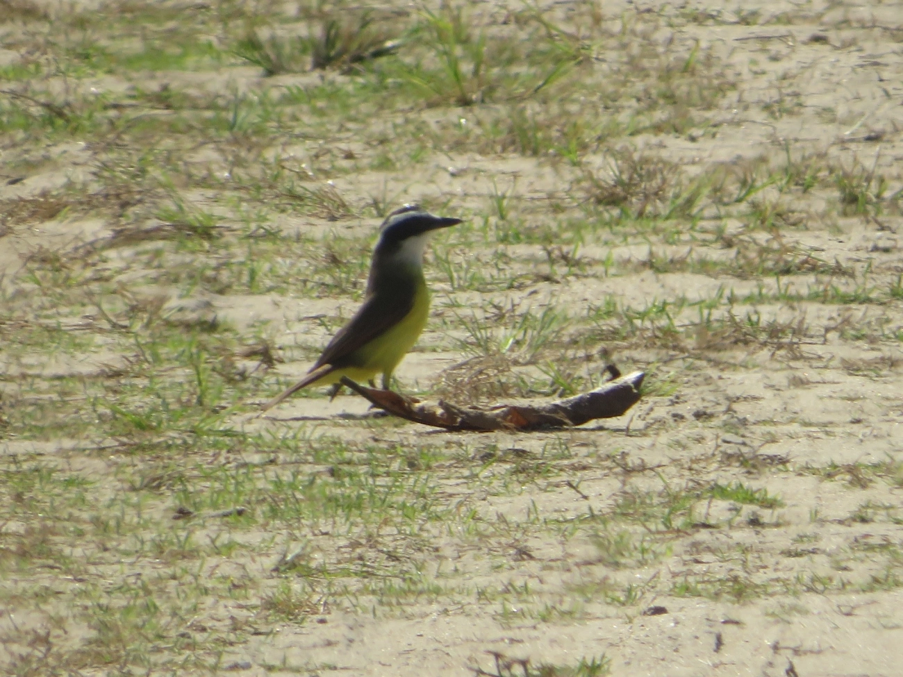 Suiriri-cavaleiro (Machetornis rixosa), aves, fotografado em Indaiá, Caraguatatuba