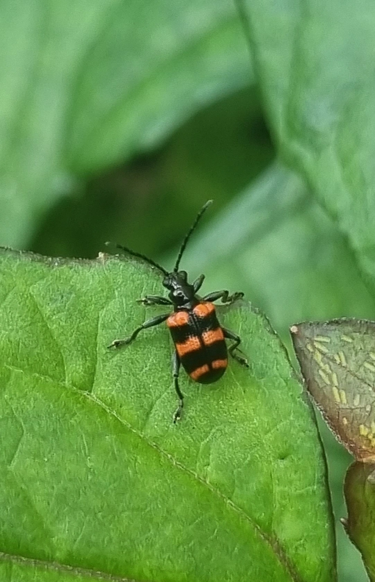 Besouro-das-folhas (Neolema fasciata), insetos, fotografado em Maresias, São Sebastião