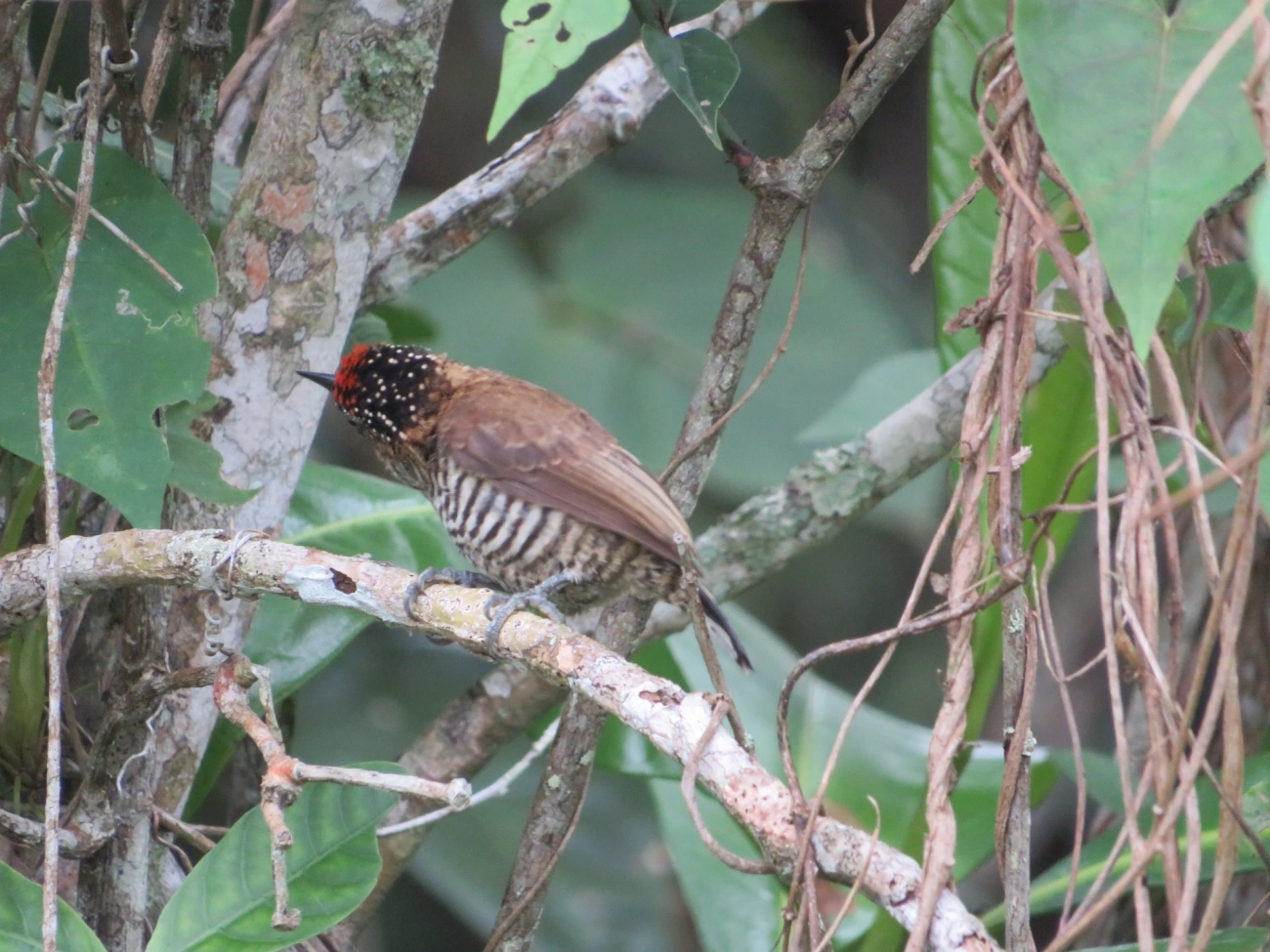 Pica-pau-anão-barrado (Picumnus cirratus), aves, fotografado em Maresias, São Sebastião