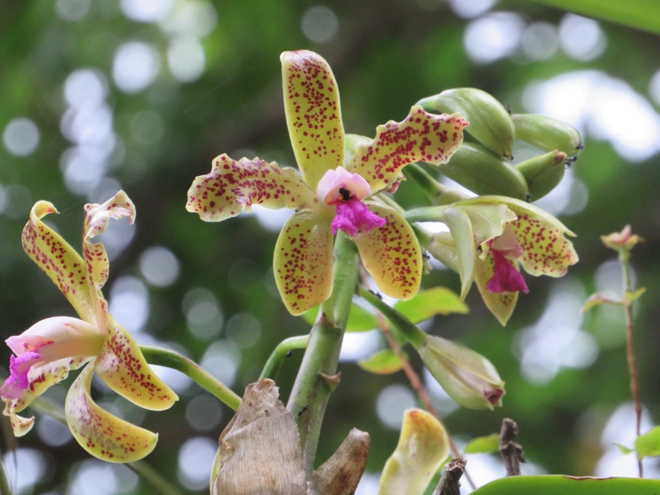 Catleia-gutata (Cattleya guttata), plantas, fotografado em São Sebastião