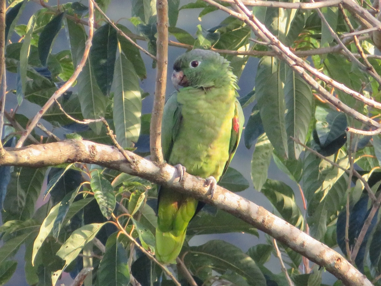 Papagaio-moleiro (Amazona farinosa), aves, fotografado em São Paulo