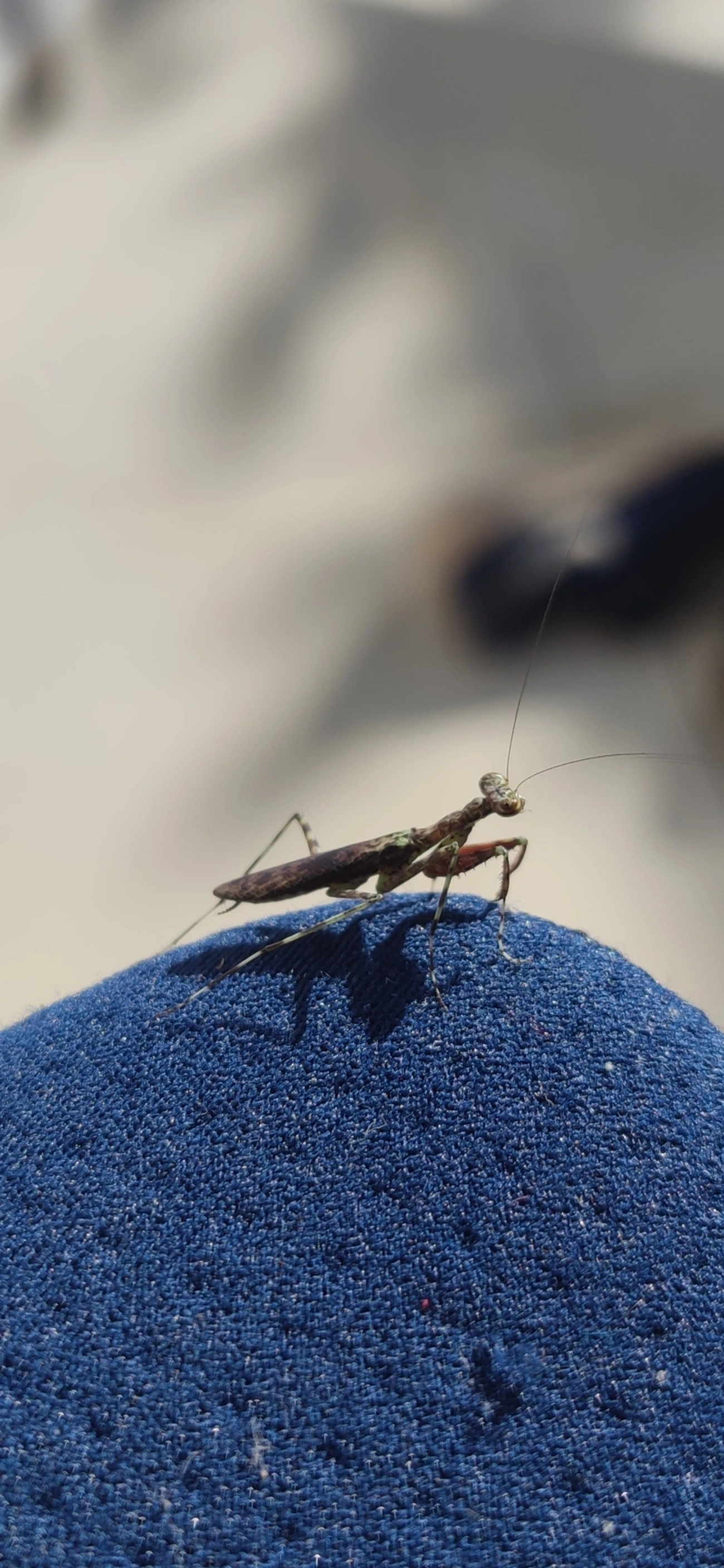 Liturgusidae, insetos, fotografado em Maresias, São Sebastião
