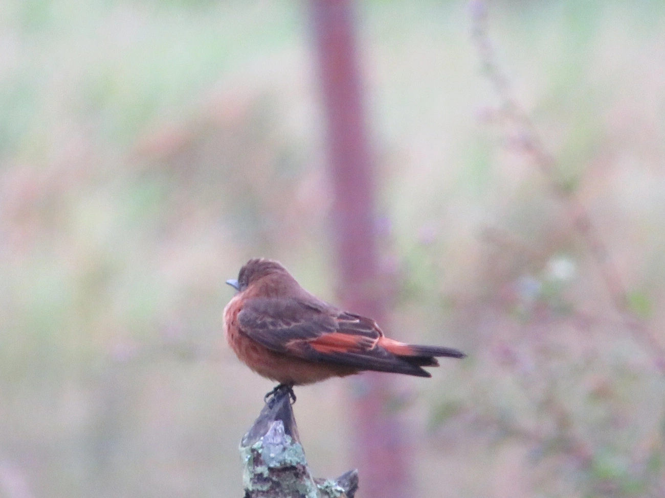 Gibão-de-couro (Hirundinea ferruginea), aves, fotografado em Maresias, São Sebastião