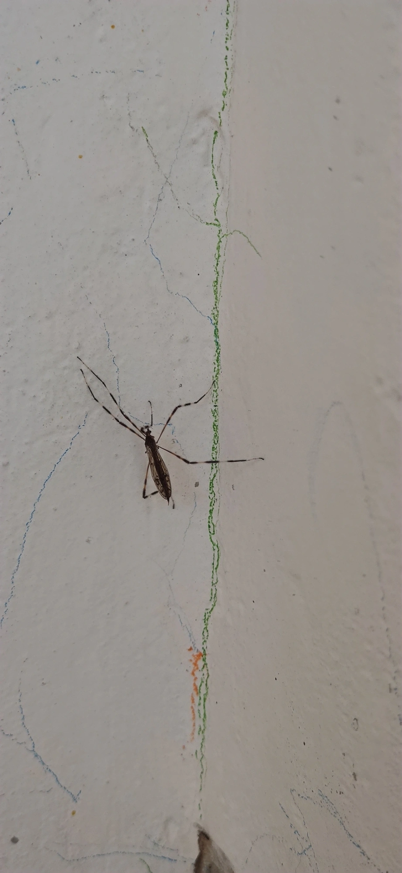 Lecteria bicornuta, insetos, fotografado em Maresias, São Sebastião