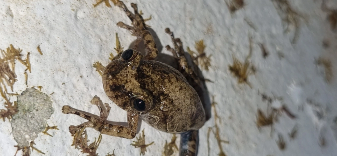 Scinax, anfíbios, fotografado em Maresias, São Sebastião