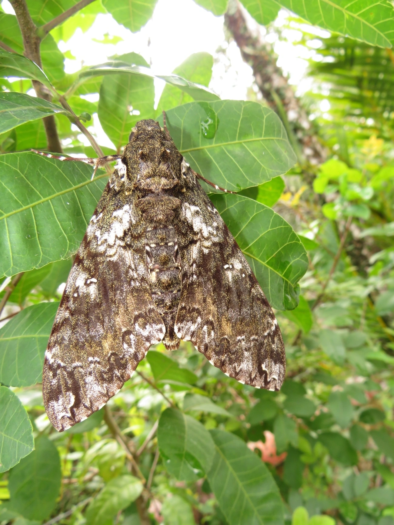 Esfinge-de-Duponchel (Cocytius duponchel), insetos, fotografado em Maresias, São Sebastião