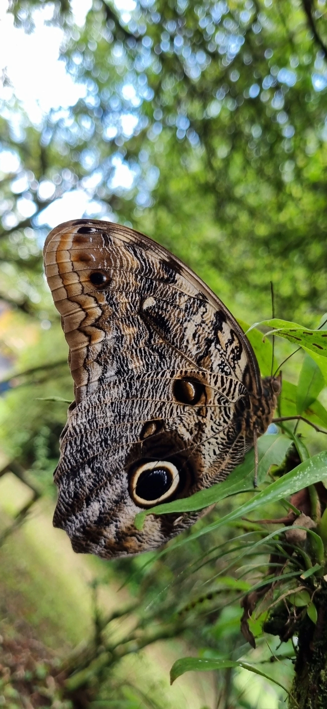 Borboleta-coruja (Caligo brasiliensis), insetos, fotografado em Maresias, São Sebastião