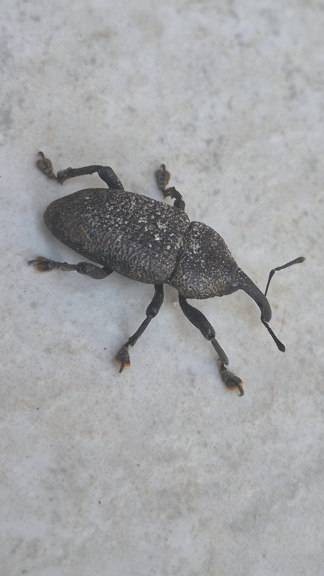 Broca-do-cacho-do-coqueiro (Homalinotus coriaceus), insetos, fotografado em Maresias, São Sebastião