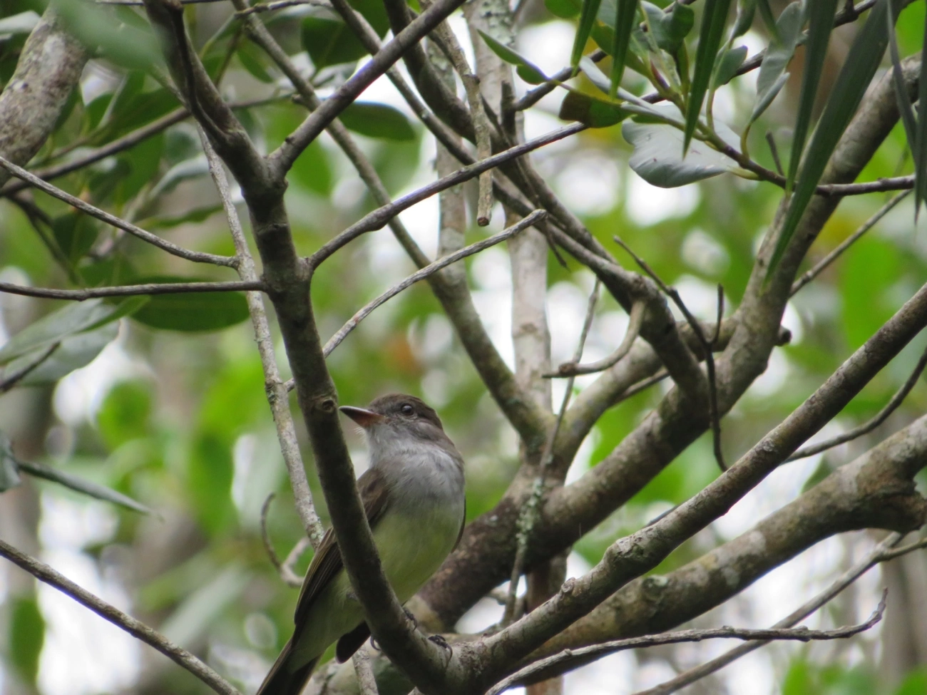 Marias-Cavaleiras e Afins (Myiarchus), aves, fotografado em Maresias, São Sebastião