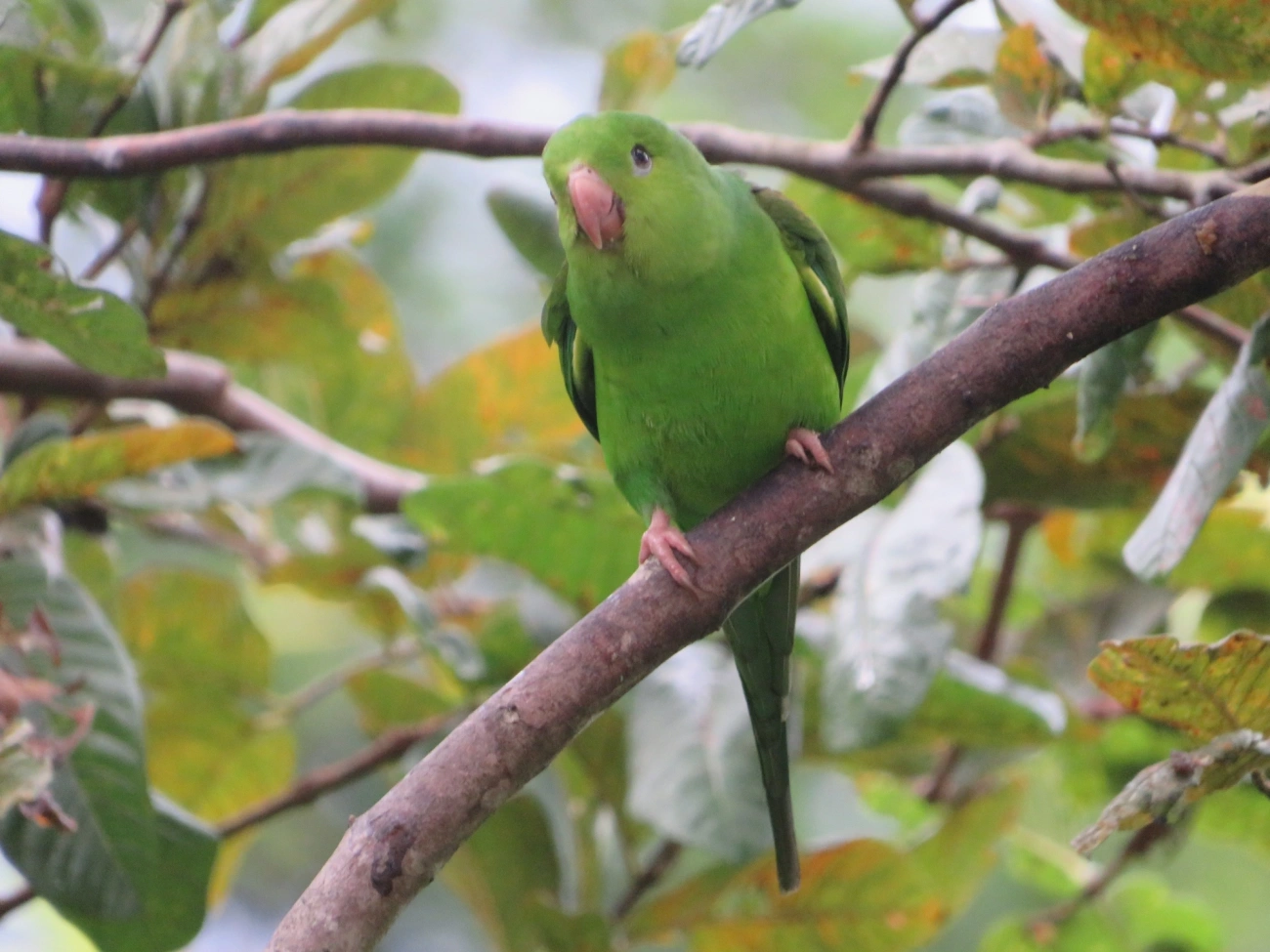 Periquito-rico (Brotogeris tirica), aves, fotografado em Maresias, São Sebastião