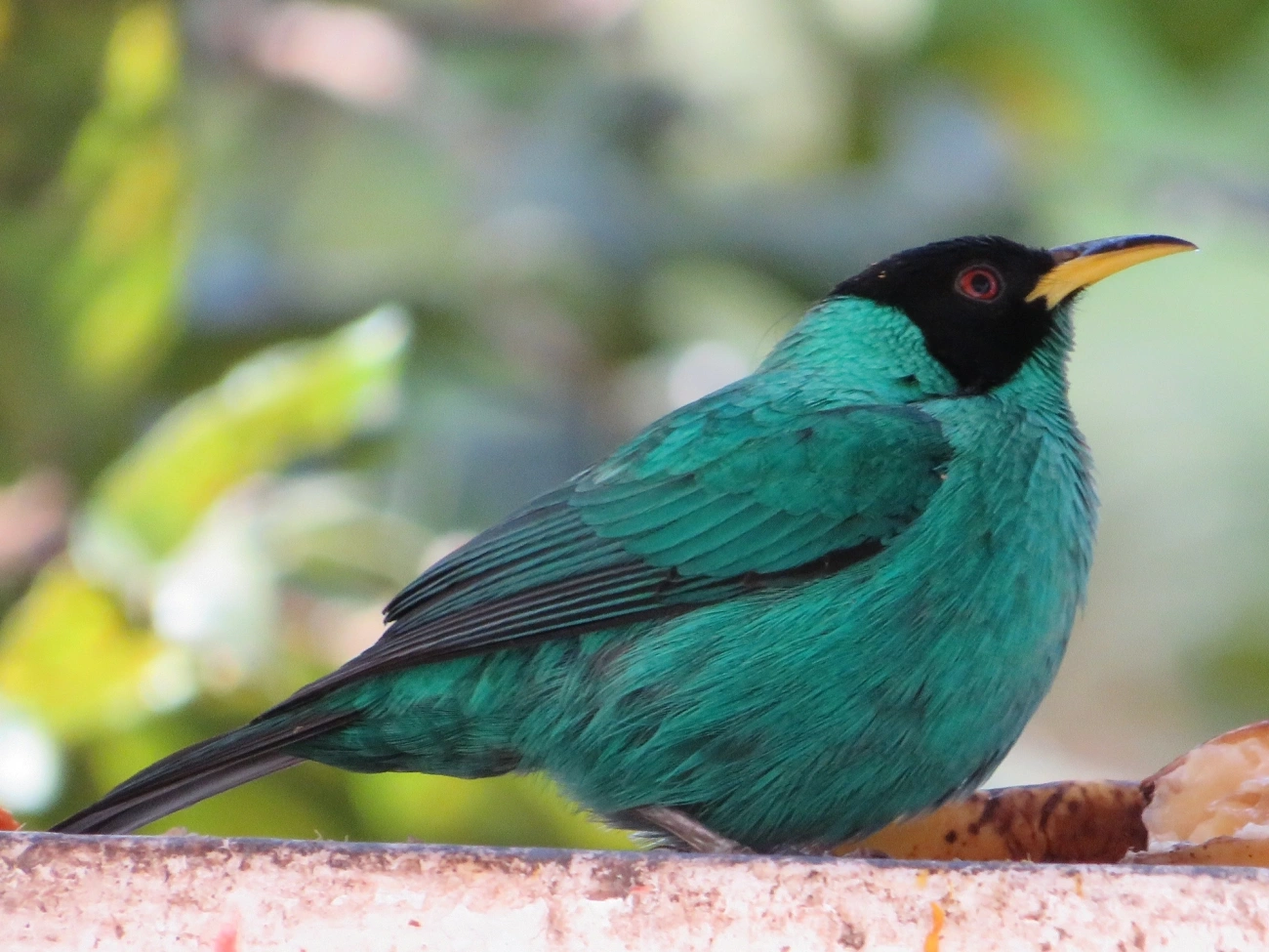 Saí-verde (Chlorophanes spiza), aves, fotografado em Maresias, São Sebastião