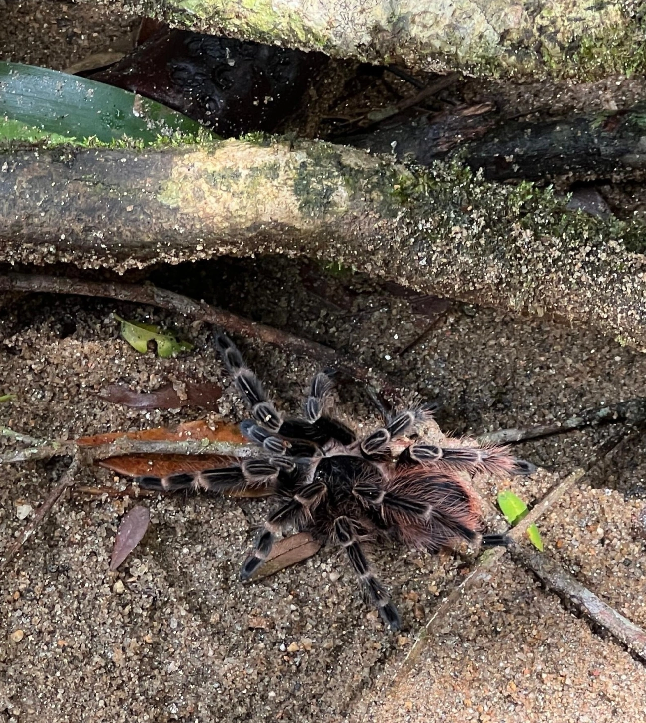 Caranguejeira (Tekoapora wacketi), aracnídeos, fotografado em São Sebastião