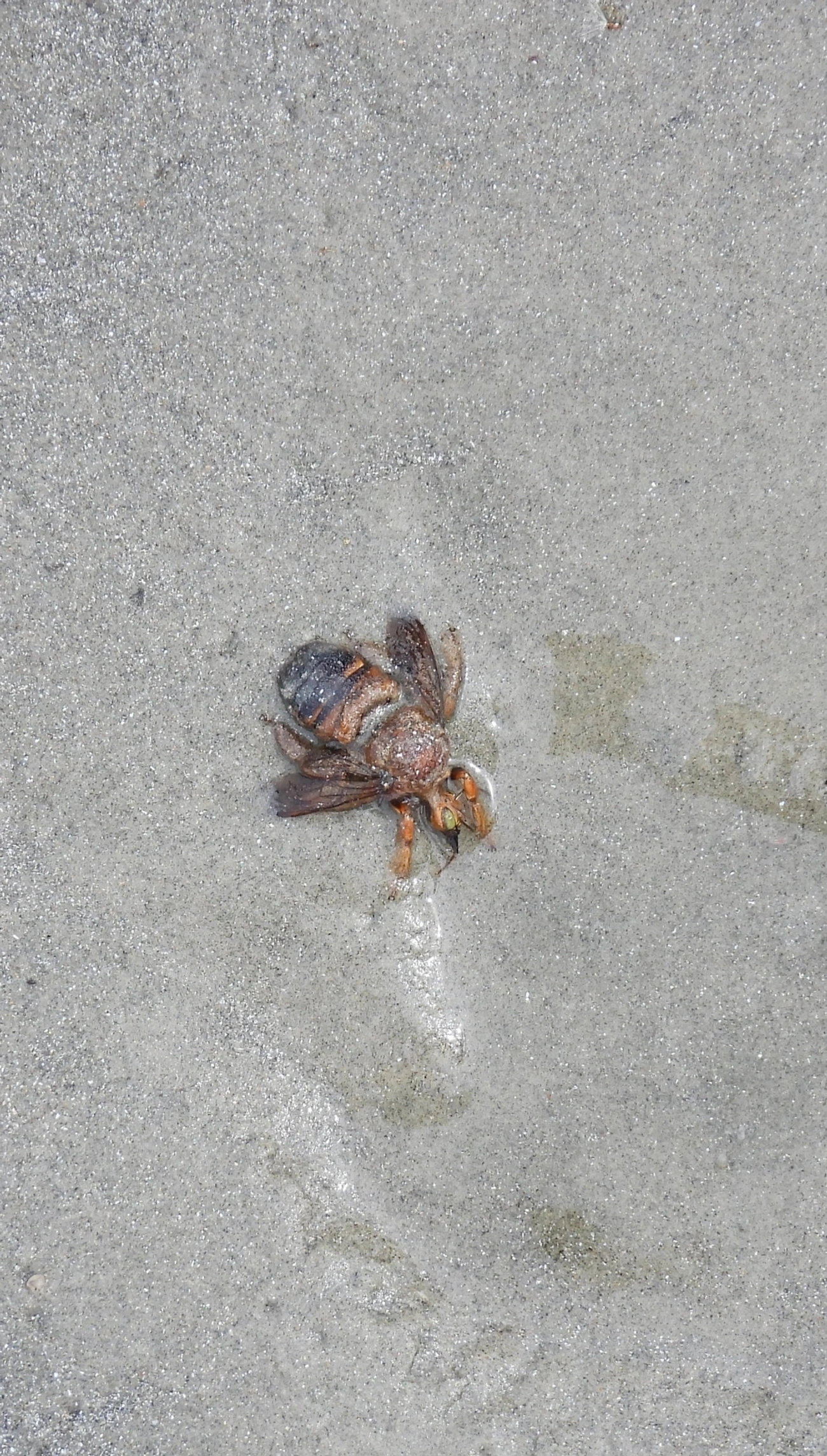 Neoxylocopa, insetos, fotografado em Maresias, São Sebastião