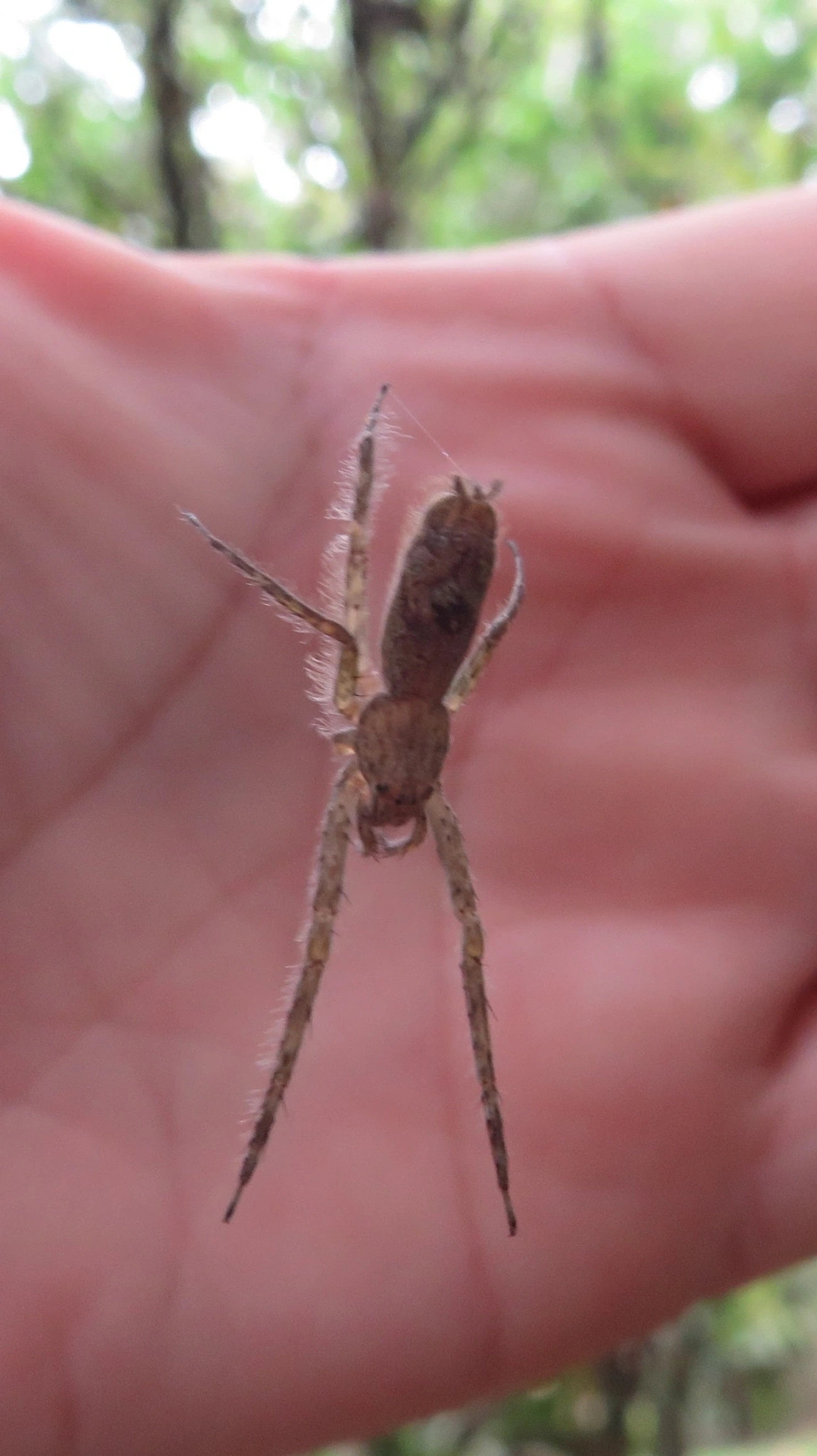 Senoculus, aracnídeos, fotografado em Maresias, São Sebastião