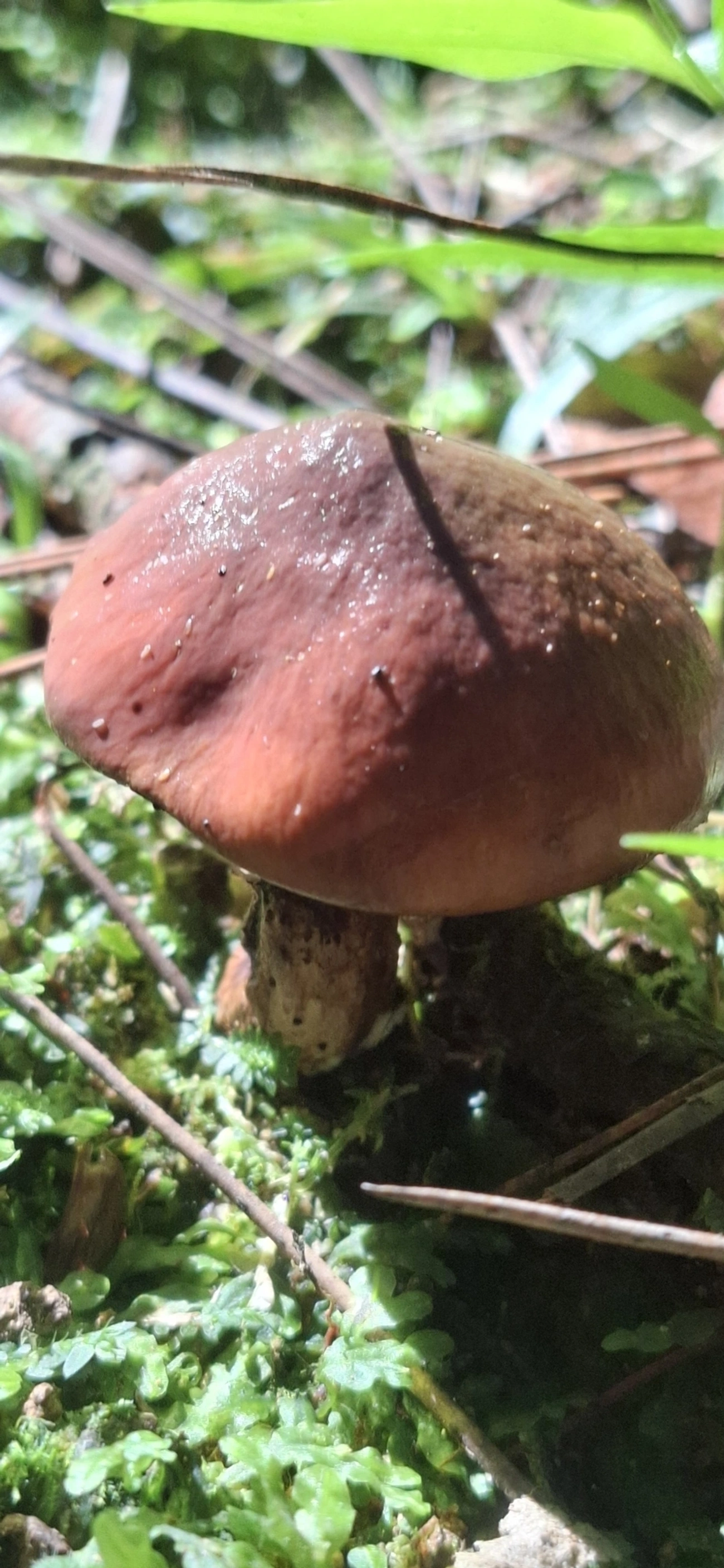 Slippery jack de véu roxo (Suillus luteus), fungos, fotografado em Pedra Selada