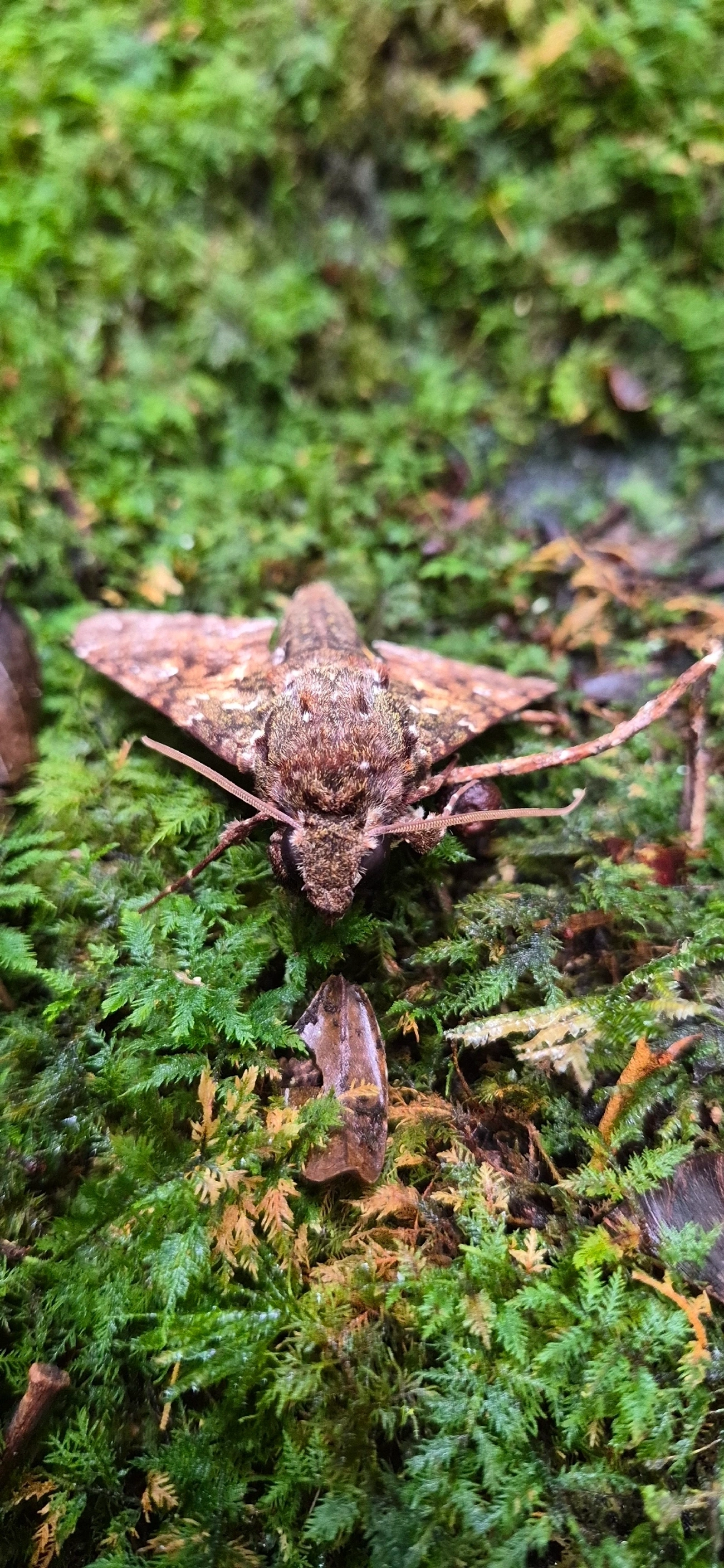 Esfinge-de-Duponchel (Cocytius duponchel), insetos, fotografado em Camburí, São Sebastião