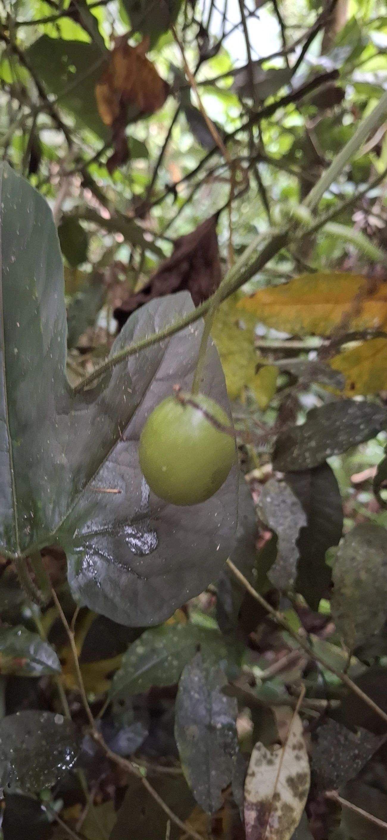 Dicotiledóneas (Magnoliopsida), plantas, fotografado em Maresias, São Sebastião