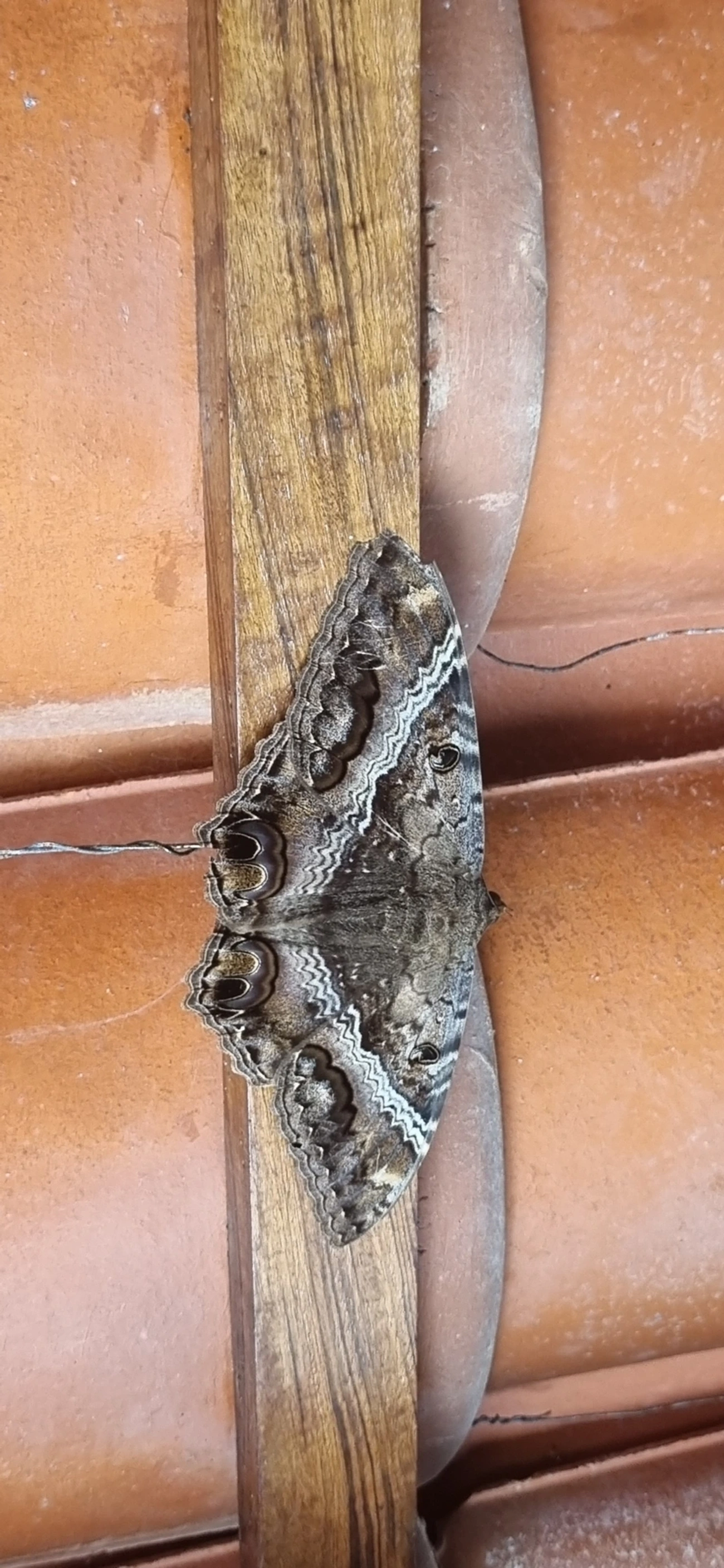 Bruxa-negra (Ascalapha odorata), insetos, fotografado em Frade, Ubatuba