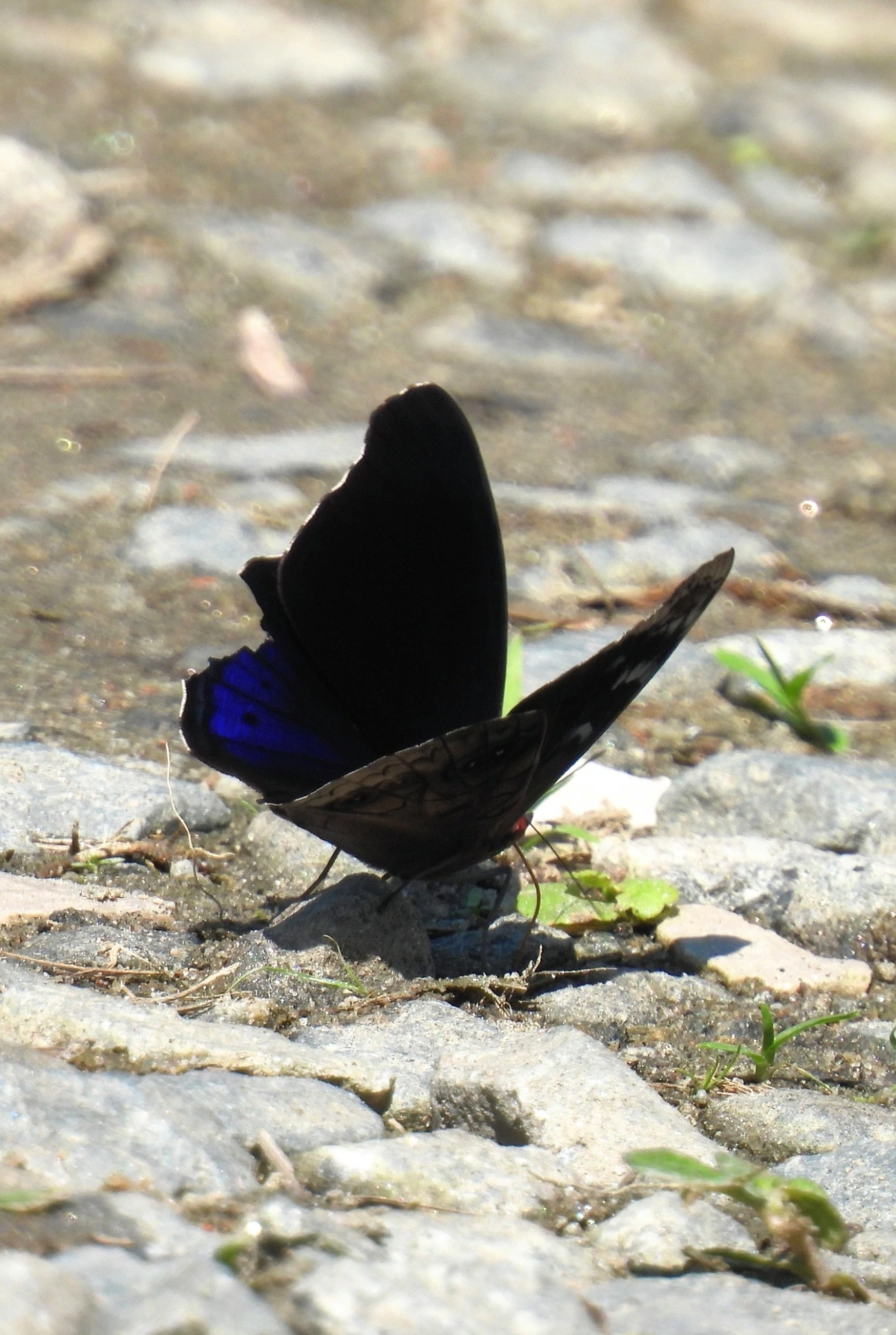 Eunica volumna, insetos, fotografado em Maresias, São Sebastião