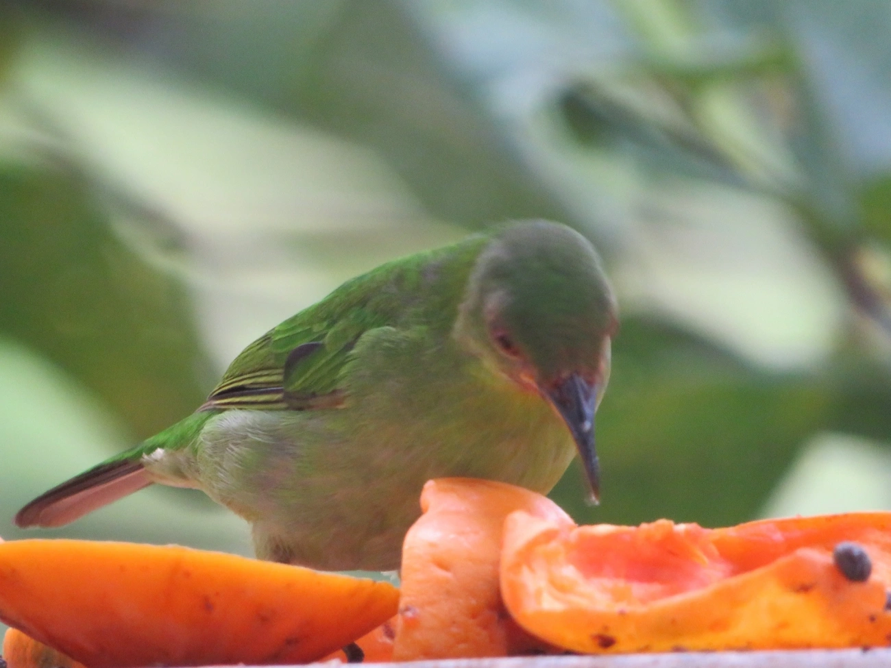 Saí-verde (Chlorophanes spiza), aves, fotografado em Maresias, São Sebastião