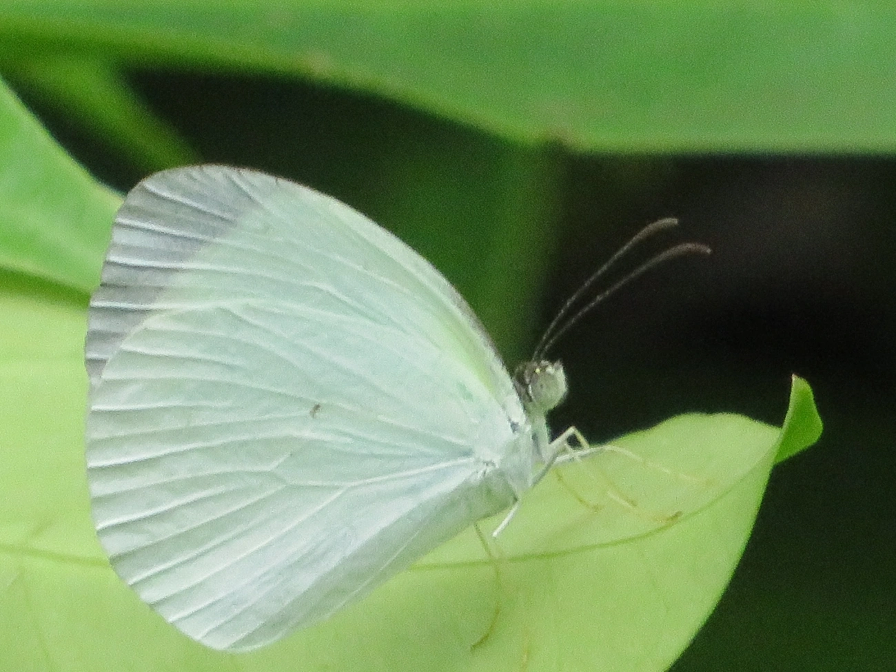 Borboleta-fantasma-amarela (Eurema albula), insetos, fotografado em Maresias, São Sebastião