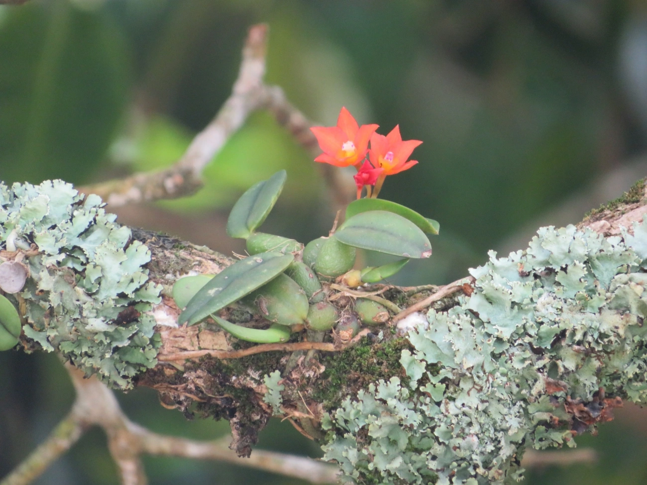 Catleia-cernua (Cattleya cernua), plantas, fotografado em Maresias, São Sebastião