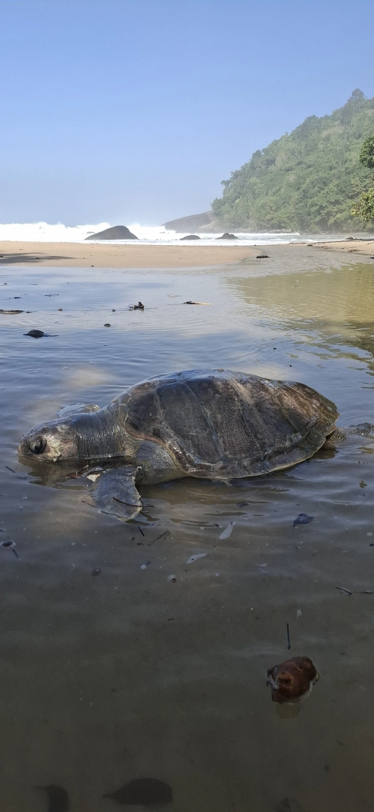 Tartaruga-cabeçuda (Caretta caretta), répteis, fotografado em São Sebastião