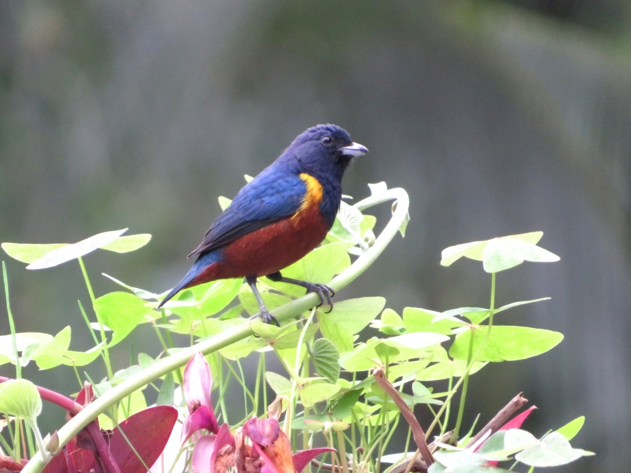 Ferro-velho (Euphonia pectoralis), aves, fotografado em Maresias, São Sebastião