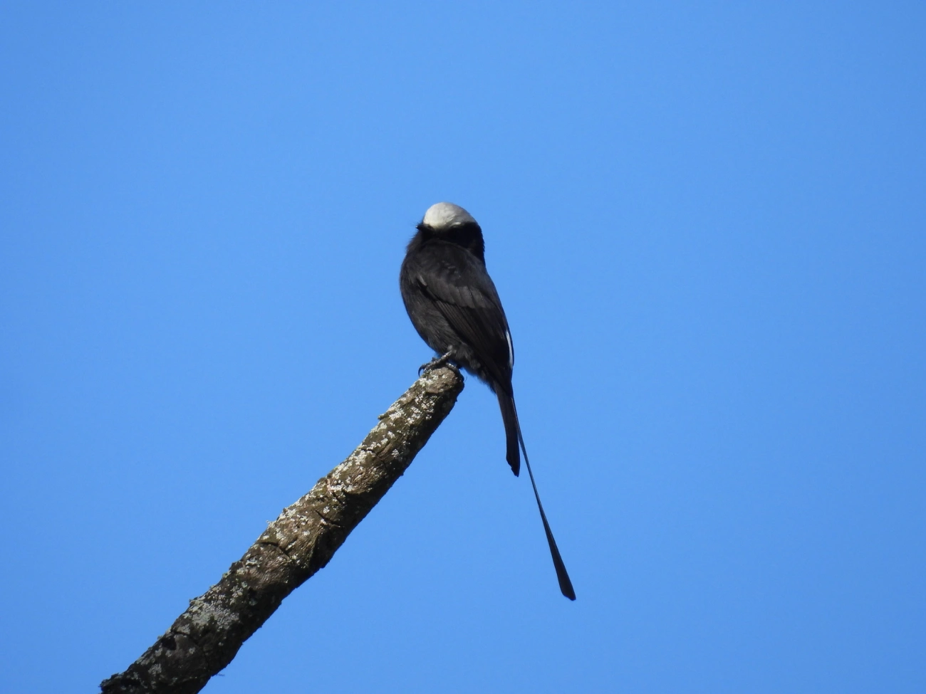Viuvinha (Colonia colonus), aves, fotografado em Jambeiro, Itatiaia