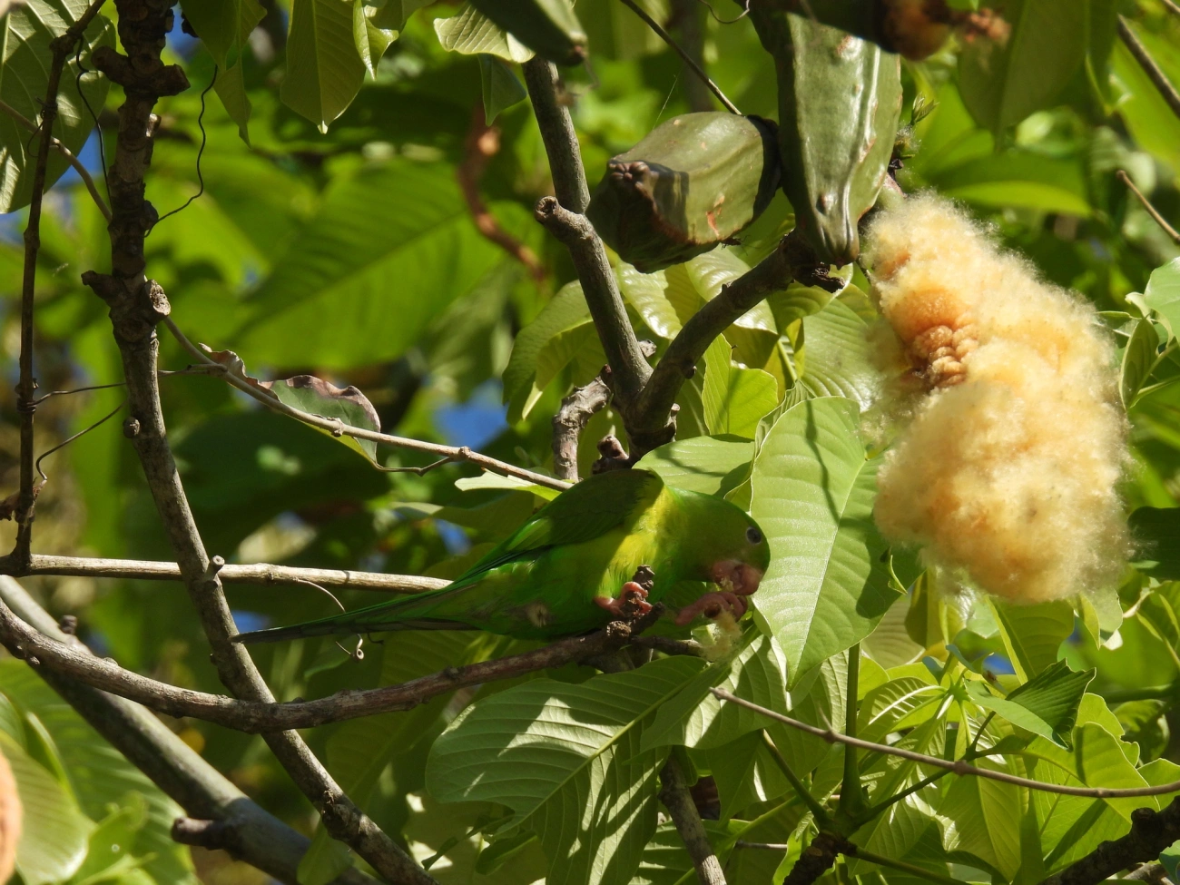 Paineira (Ceiba speciosa), plantas, fotografado em Maresias, São Sebastião