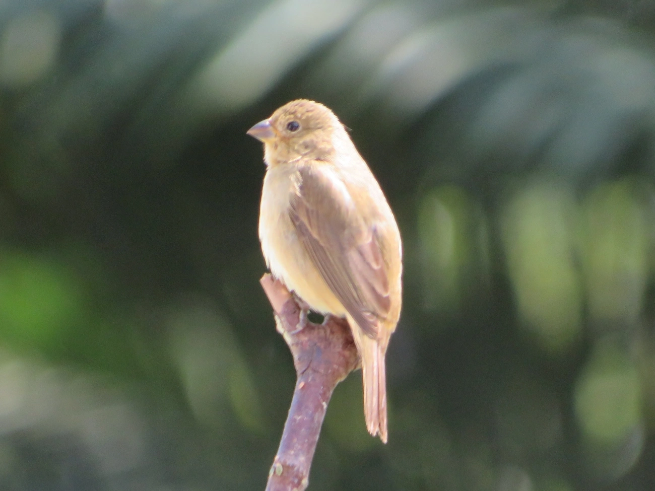 Caboclinhos e Papa-capins (Sporophila), aves, fotografado em Maresias, São Sebastião