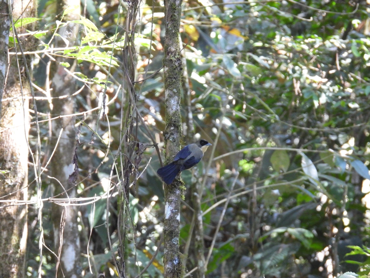 Tiê-de-topete (Trichothraupis melanops), aves, fotografado em Resende