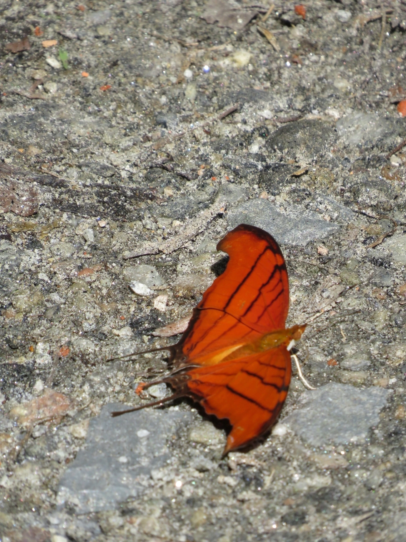 Borboleta-Asas-de-Punhal (Marpesia petreus), insetos, fotografado em Maresias, São Sebastião