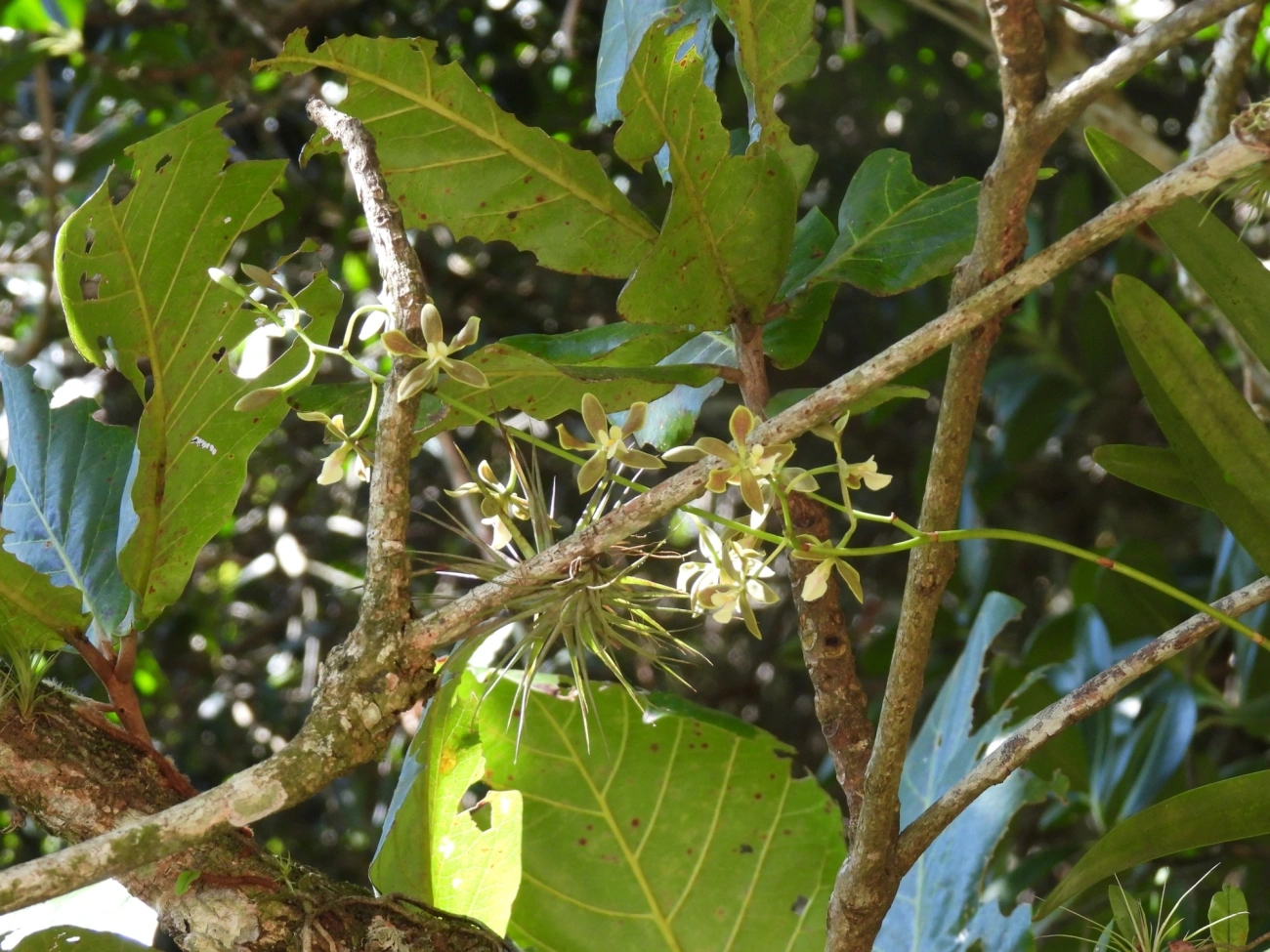 Encyclia patens, plantas, fotografado em Ilhéus