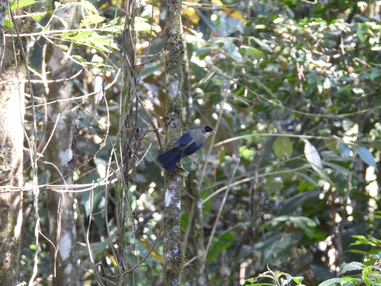 Tiê-de-topete (Trichothraupis melanops), aves, fotografado em Resende