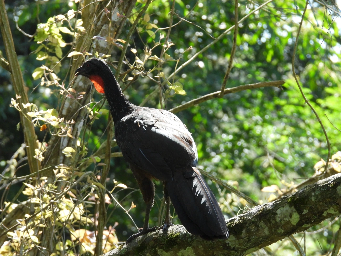 Jacuaçu (Penelope obscura), aves, fotografado em São Luíz do Paraitinga