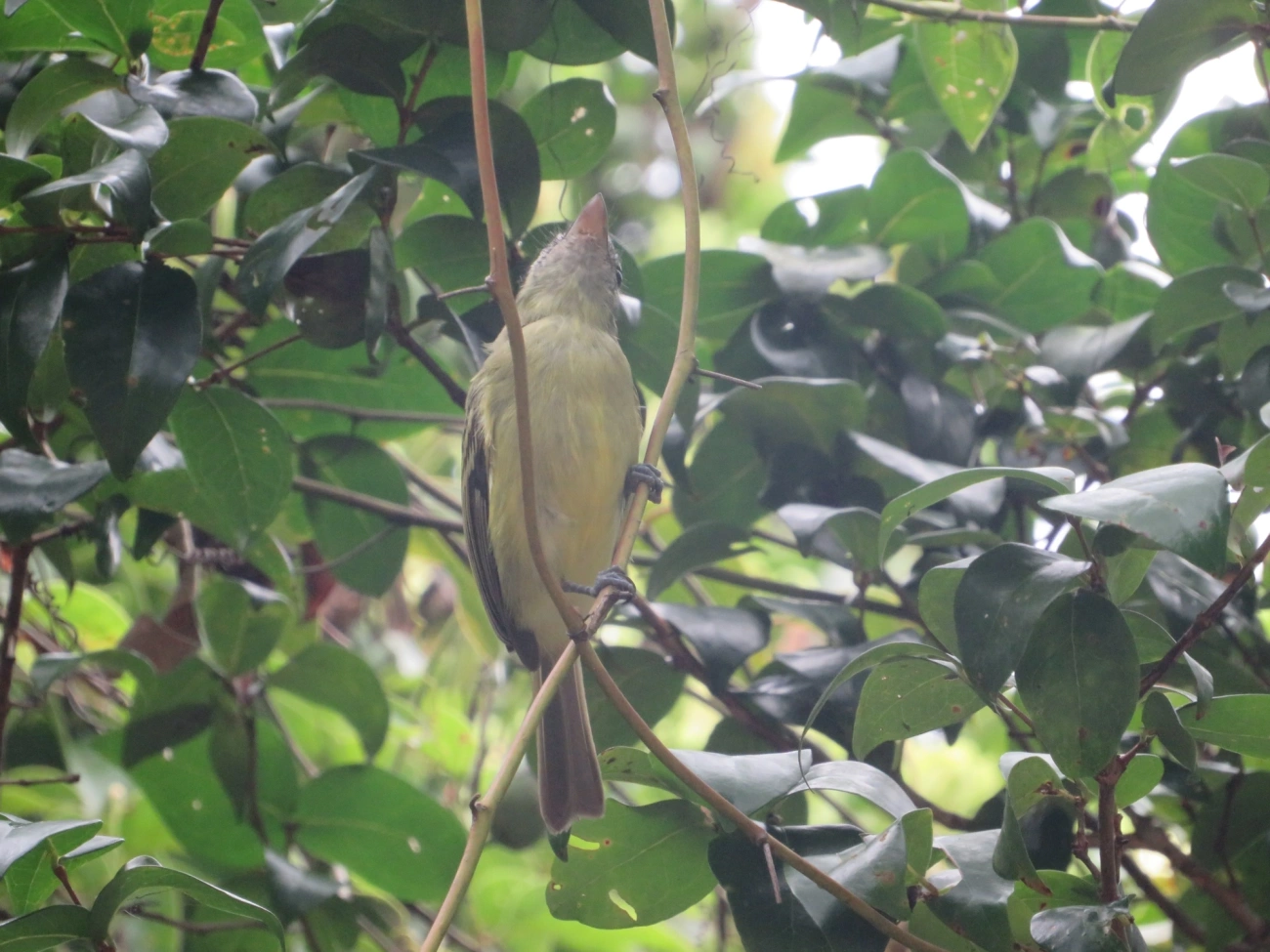 Bico-chato-de-orelha-preta (Tolmomyias sulphurescens), aves, fotografado em Maresias, São Sebastião