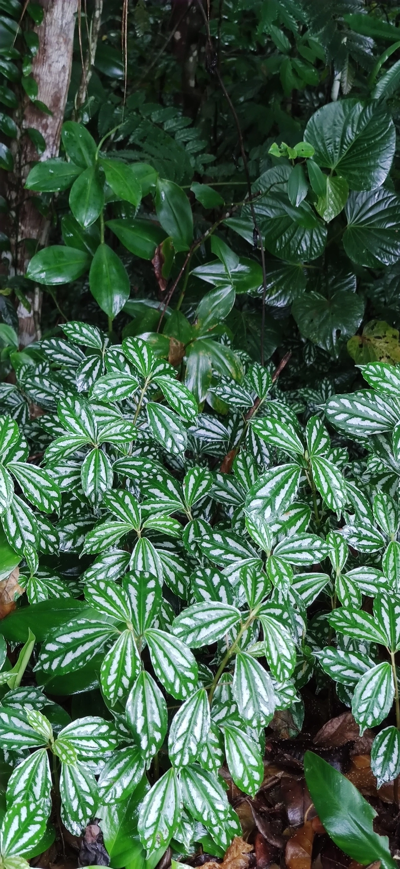 Planta-alumínio (Pilea cadierei), plantas, fotografado em Maresias, São Sebastião